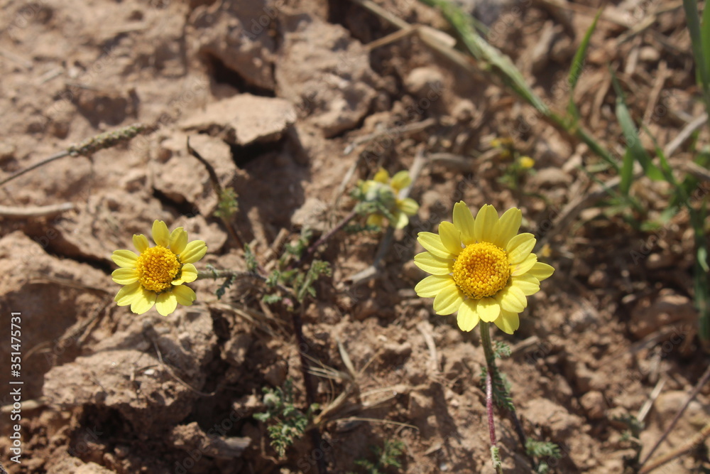 yellow cosmos flower