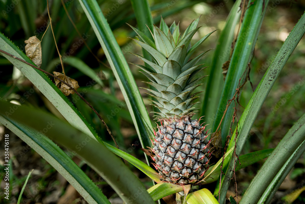A large ripe pineapple fruit on a bush. Selective focus on ripened pineapple. Spreading pineapple bush on an eco plantation / farm A large ripe pineapple fruit on a bush. Selective focus on ripened pineapple. Spreading pineapple bush on an eco plantation / farm