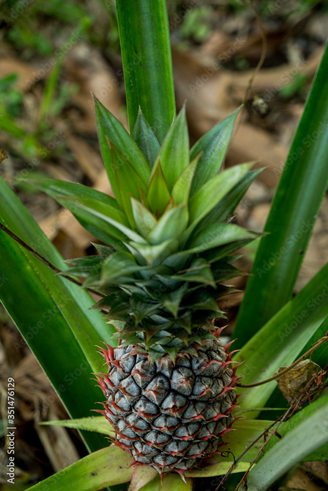 A large ripe pineapple fruit on a bush. Selective focus on ripened pineapple. Spreading pineapple bush on an eco plantation / farm A large ripe pineapple fruit on a bush. Selective focus on ripened pineapple. Spreading pineapple bush on an eco plantation / farm