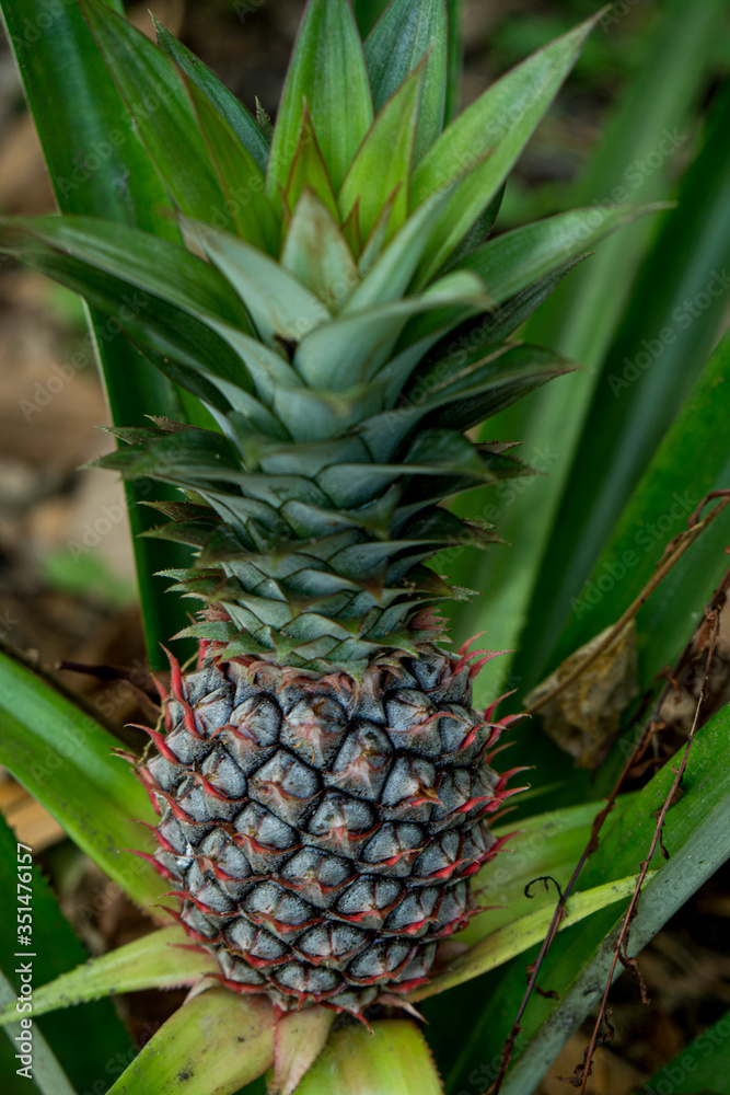 A large ripe pineapple fruit on a bush. Selective focus on ripened pineapple. Spreading pineapple bush on an eco plantation / farm A large ripe pineapple fruit on a bush. Selective focus on ripened pineapple. Spreading pineapple bush on an eco plantation / farm