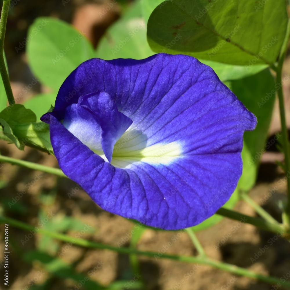 Fototapeta premium Flower photos home garden.