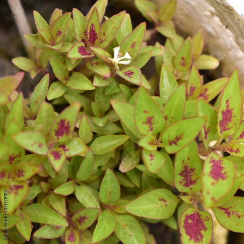 Flower photos  home garden.