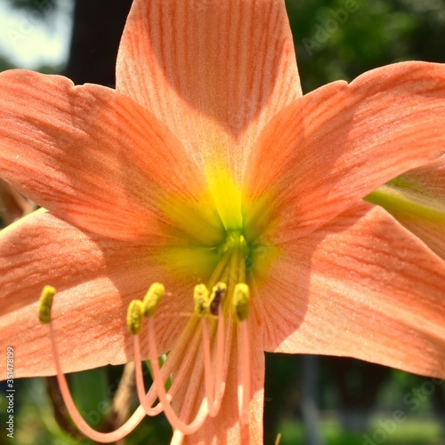 Flower photos  home garden.