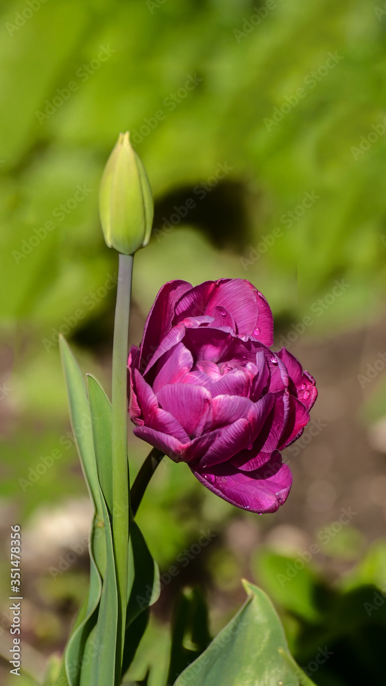Photos of tulips in vertical format on a flower bed. Photos of tulips in vertical format on a flower bed.