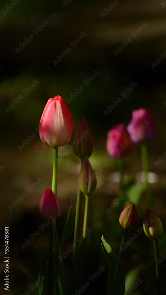 Obraz premium Photos of tulips in vertical format on a flower bed.