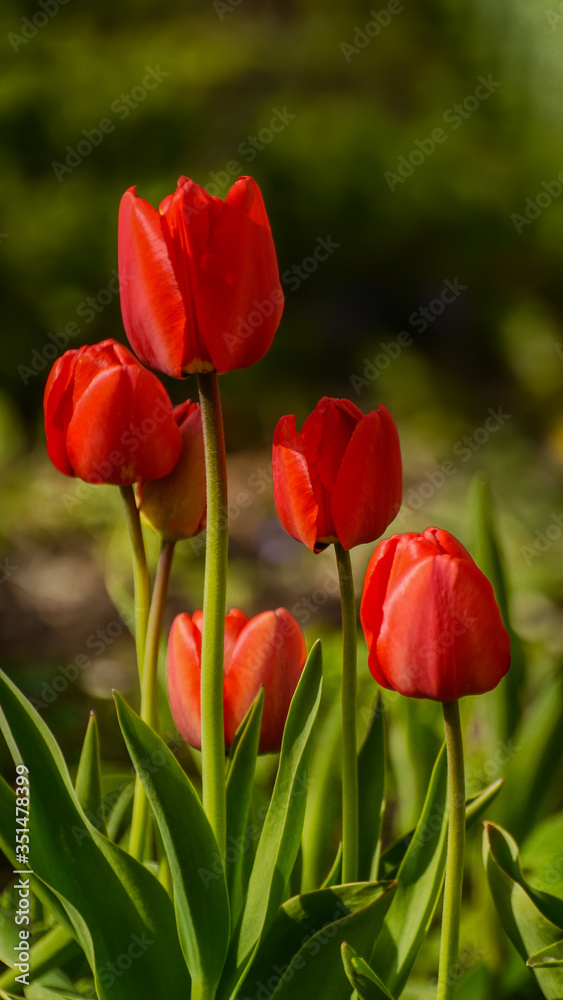 Photos of tulips in vertical format on a flower bed. Photos of tulips in vertical format on a flower bed.