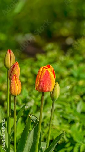 Photos of tulips in vertical format on a flower bed.
