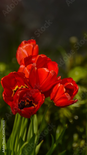 Photos of tulips in vertical format on a flower bed.