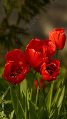 Photos of tulips in vertical format on a flower bed.