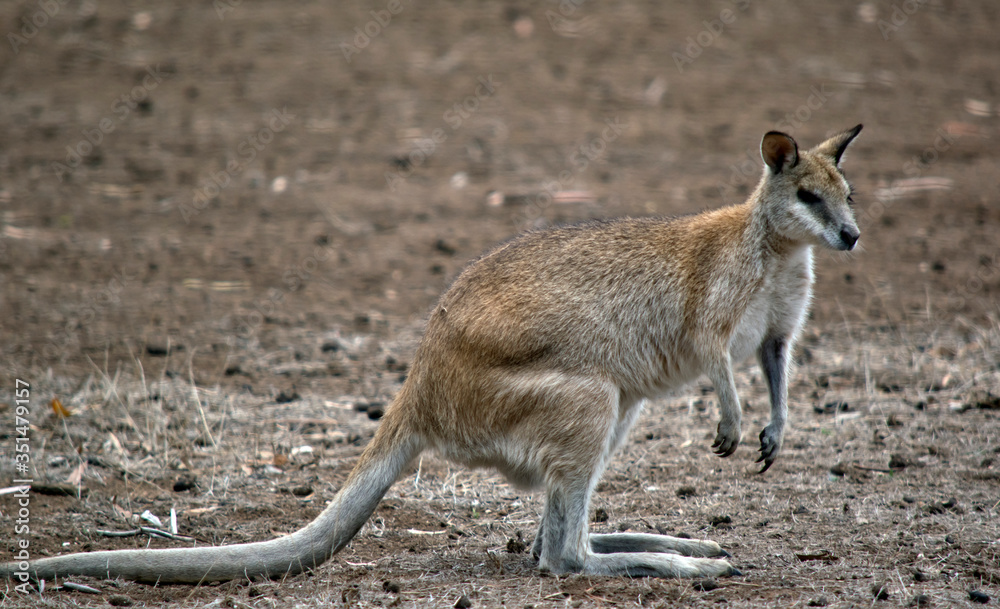 Fototapeta premium this is a side view of an agile wallaby