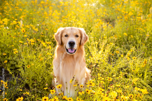 Golden Retriever in the field with yellow flowers. Beautiful dog with black eye Susans blooming. Retriever at sunset in a field of flowers and golden light.  © Tanya