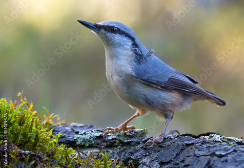 Adult Eurasian nuthatch (sitta europaea) stands straight on an old tree mossy bark in dark forest near a water pond