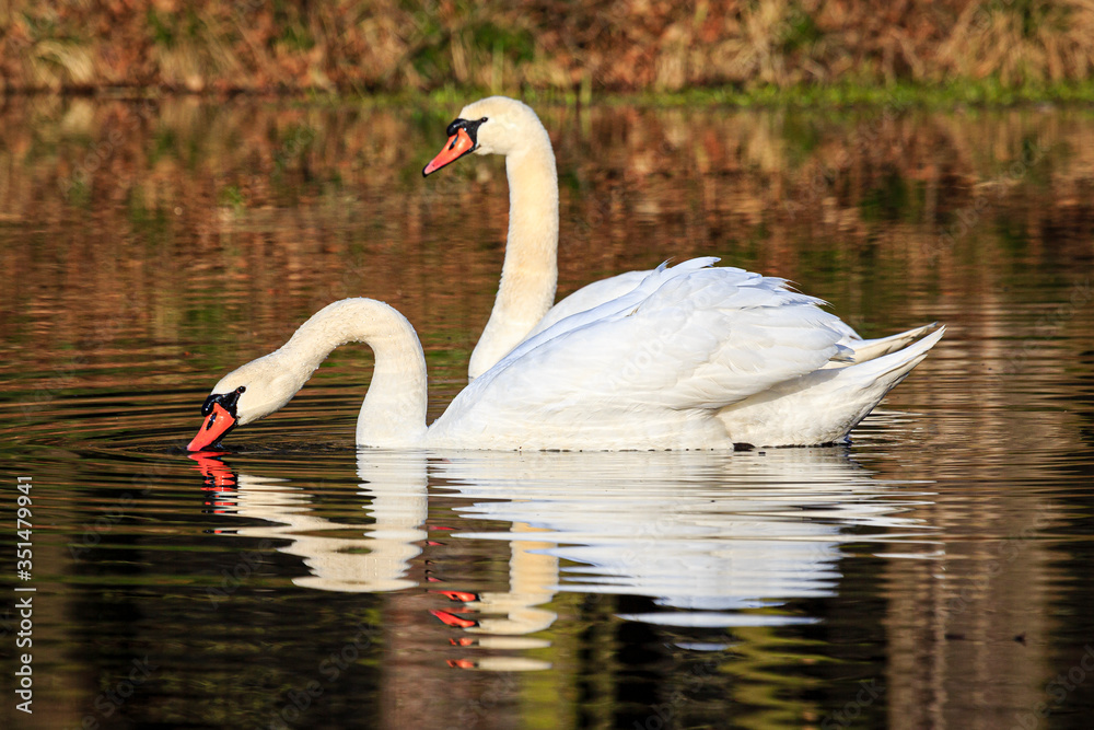 Fototapeta premium two swans swimming at sunrise at skylakes Plothen, Germany