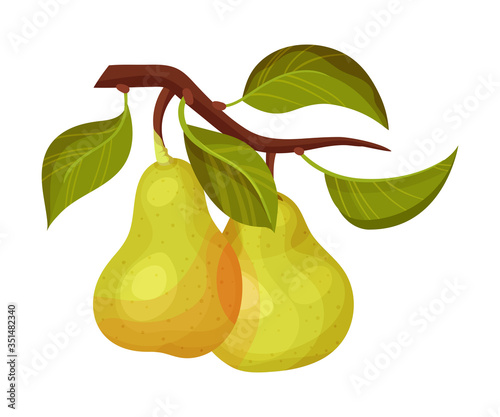 Whole Pomaceous Pear Fruit with Upper Flower Stalk and Green Fibrous Leaves Vector Illustration