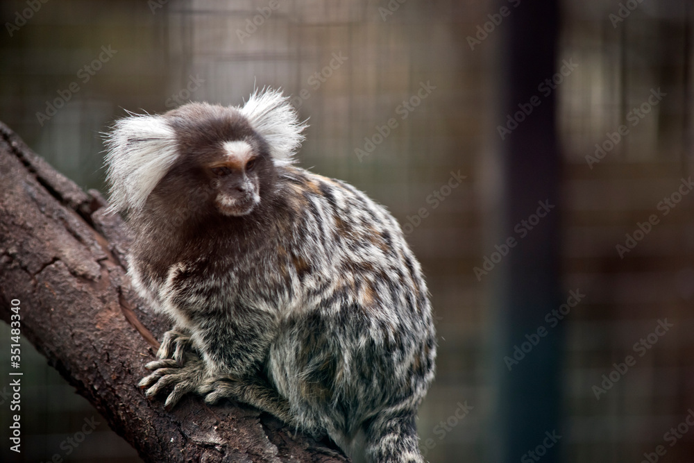 the common marmoset is a small grey and white primate the common marmoset is a small grey and white primate