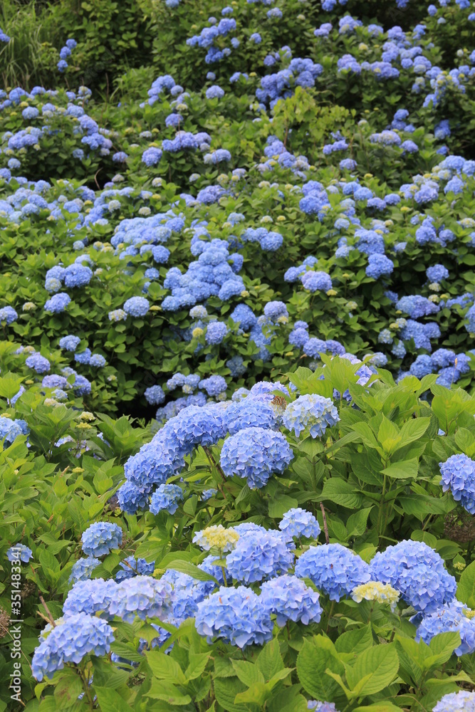 近くから遠くまで、たくさん咲いている青色のアジサイ