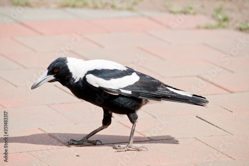 this is a side view of a magpie