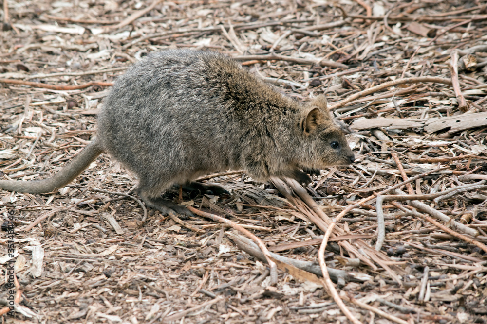 this is a side view of a quokka this is a side view of a quokka
