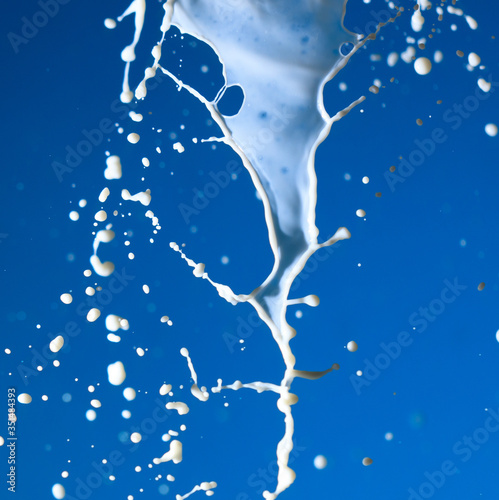 Splashes of white milk isolated on a blue background. © schankz