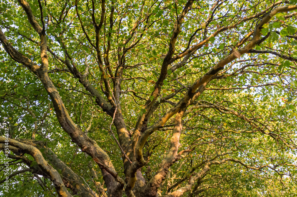 Trees in Sefton Park in Liverpool Trees in Sefton Park in Liverpool