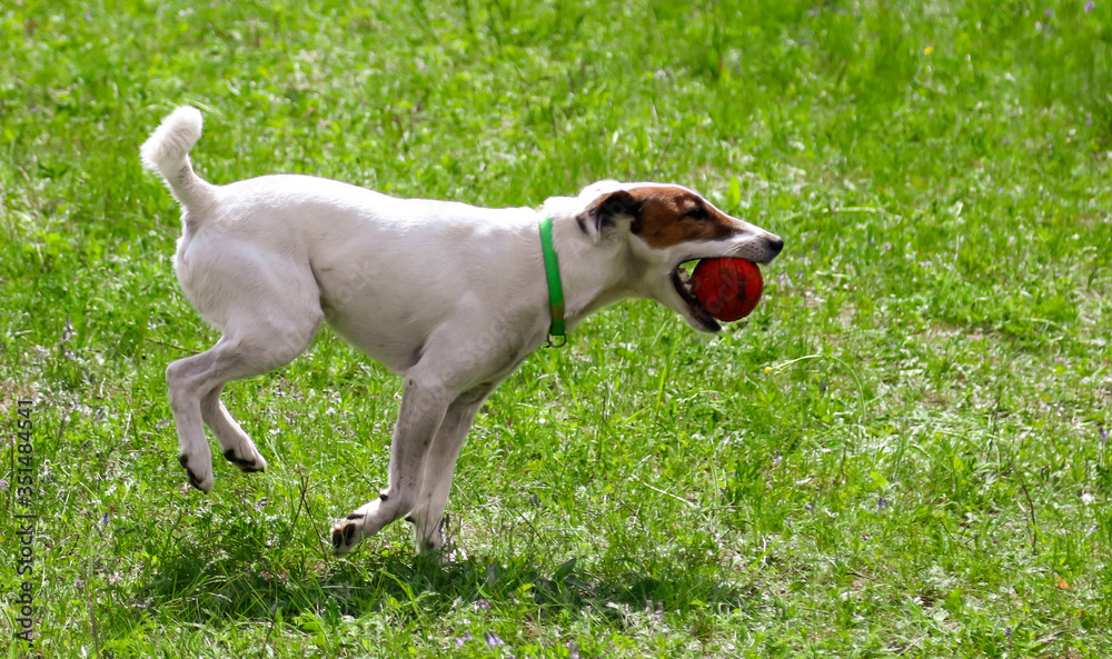 Dog plays with a ball on the green grass Dog plays with a ball on the green grass