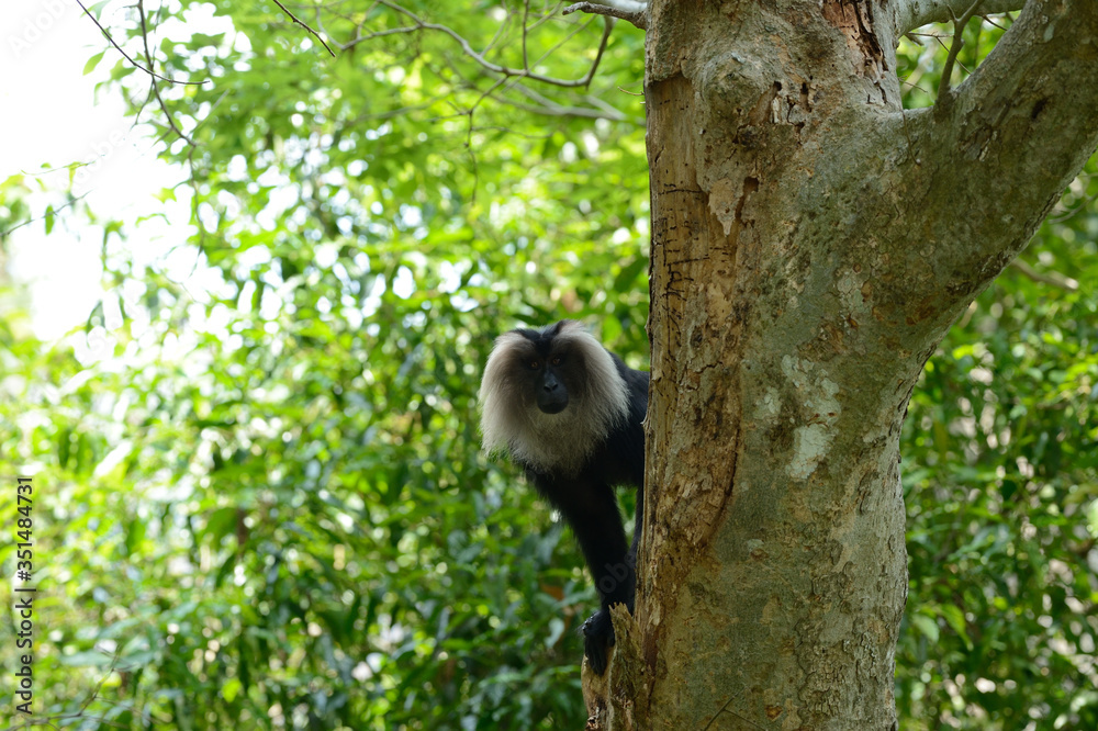 Obraz premium The lion-tailed macaque (Macaca silenus), or the wanderoo, is an Old World monkey endemic to the Western Ghats of South India.