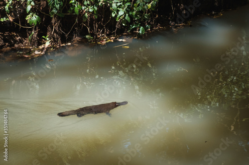 Cute platypus swimming in river during sunrise