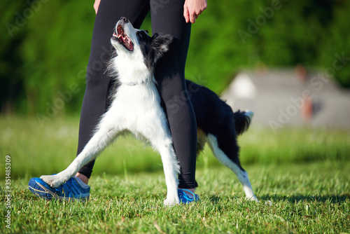 Border Collie and its owner during training outdoors, dog training school