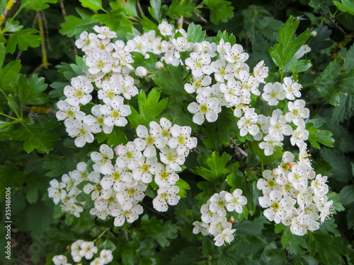 White flowers of hawthorn on branches in a spring park.