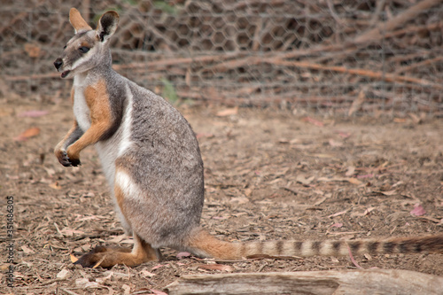 this is a side view of a yellow tailed rock wallaby