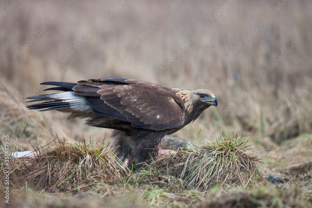 Fototapeta premium Eagle