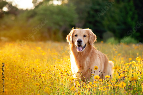 Golden Retriever in the field with yellow flowers. Beautiful dog with black eye Susans blooming. Retriever at sunset in a field of flowers and golden light. 