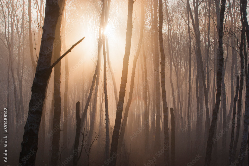 Obraz premium sunset in the forest