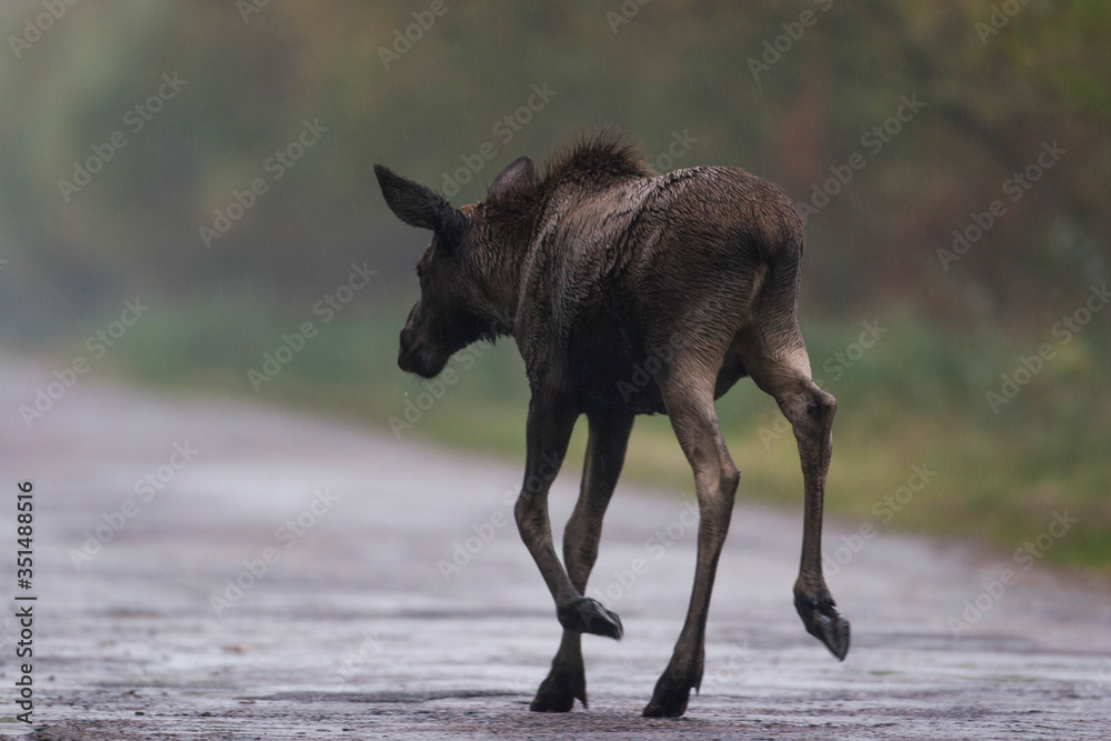 Fototapeta premium Moose