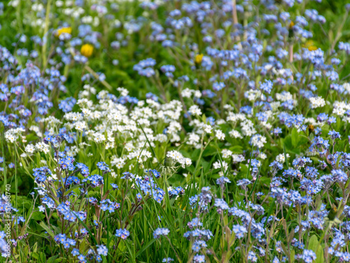spring meadow with beautiful flowers in the garden during spring  Forget not me  flowers