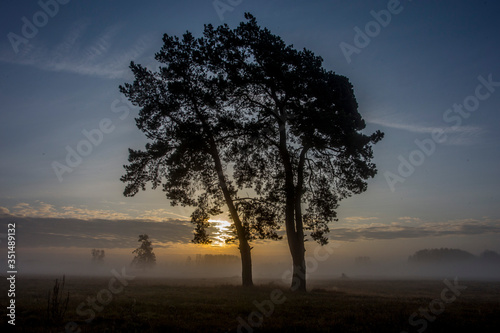 Sunset Tree © Grzegorz