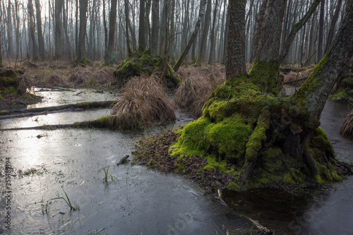 Swamps © Grzegorz