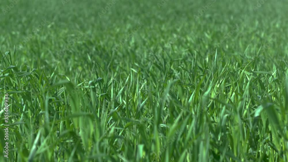 Natural meadow grass slowly swayed by wind blow. The beautiful green swaying grass field is relaxing romantic. It waving along wind breeze. Green environment concept. Natural meadow grass slowly swayed by wind blow. The beautiful green swaying grass field is relaxing romantic. It waving along wind breeze. Green environment concept.