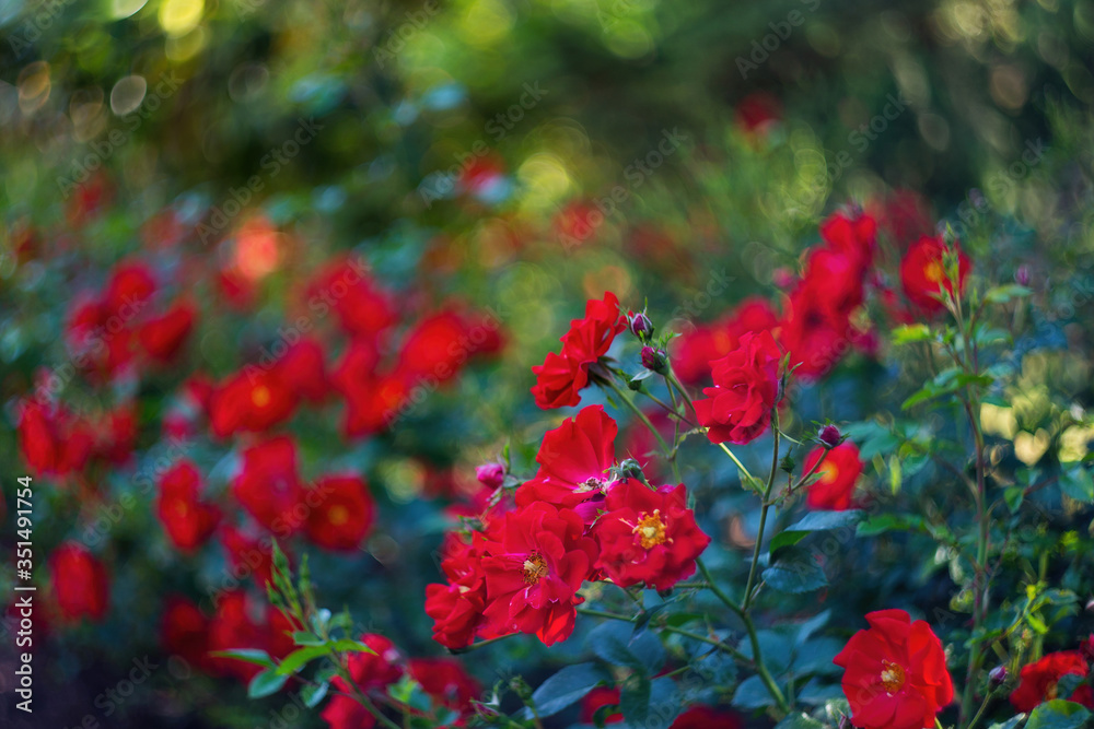 A beautiful rose Bush blooms in late spring and summer in the garden. Selective and soft focus. Rose close-up with a copy of the space. Beautiful blur, bokeh. A beautiful rose Bush blooms in late spring and summer in the garden. Selective and soft focus. Rose close-up with a copy of the space. Beautiful blur, bokeh.