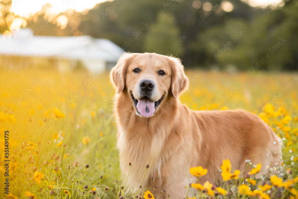 Golden Retriever dog enjoying outdoors in the field with yellow flowers. Beautiful dog with black eye Susans blooming. Retriever at sunset in a field of flowers and golden light. Golden Retriever dog enjoying outdoors in the field with yellow flowers. Beautiful dog with black eye Susans blooming. Retriever at sunset in a field of flowers and golden light.
