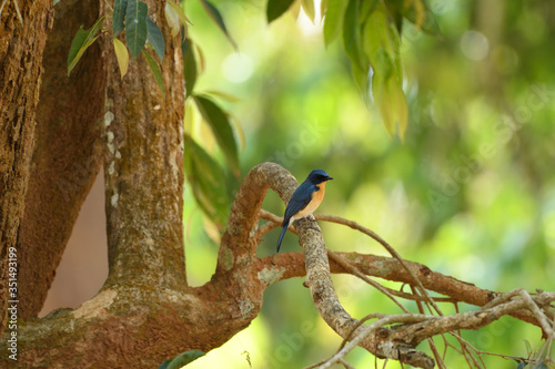 Tickell's blue flycatcher is a small passerine bird in the flycatcher family. This is an insectivorous species which breeds in tropical Asia photo