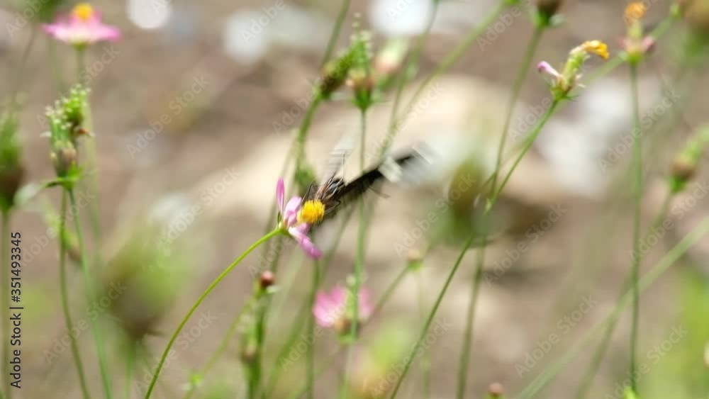 butterfly flying around on flower in the windy situation butterfly flying around on flower in the windy situation