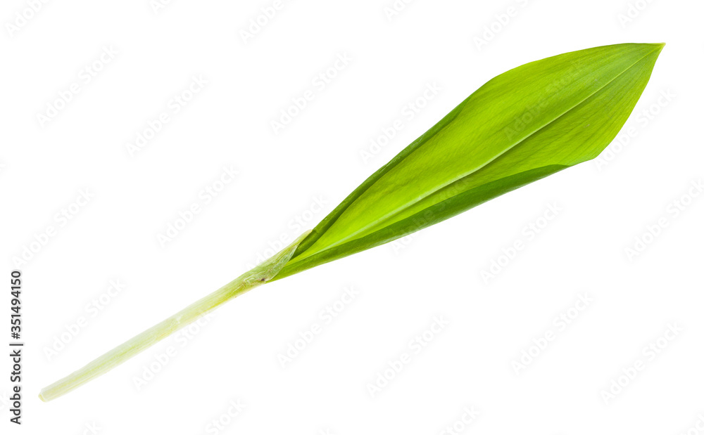 shoot of fresh wild garlic (ramson) isolated on white background shoot of fresh wild garlic (ramson) isolated on white background
