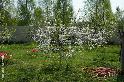 Fototapeta Naklejka Na Ścianę i Meble -  Flowering cherry tree in the garden