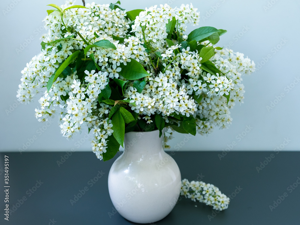 White vase with flowering bird cherry branches and green leaves White vase with flowering bird cherry branches and green leaves