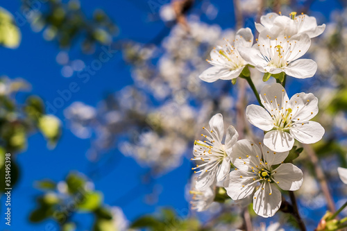 Blooming cherry blossoms with yellow stamens on a sunny day
