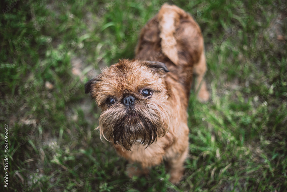 Beautiful Brussels Griffon standing on green gras Beautiful Brussels Griffon standing on green gras