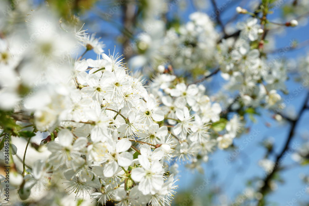 Flowering cherry tree in the garden