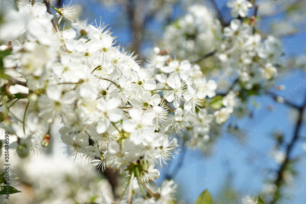 Fototapeta premium Flowering cherry tree in the garden