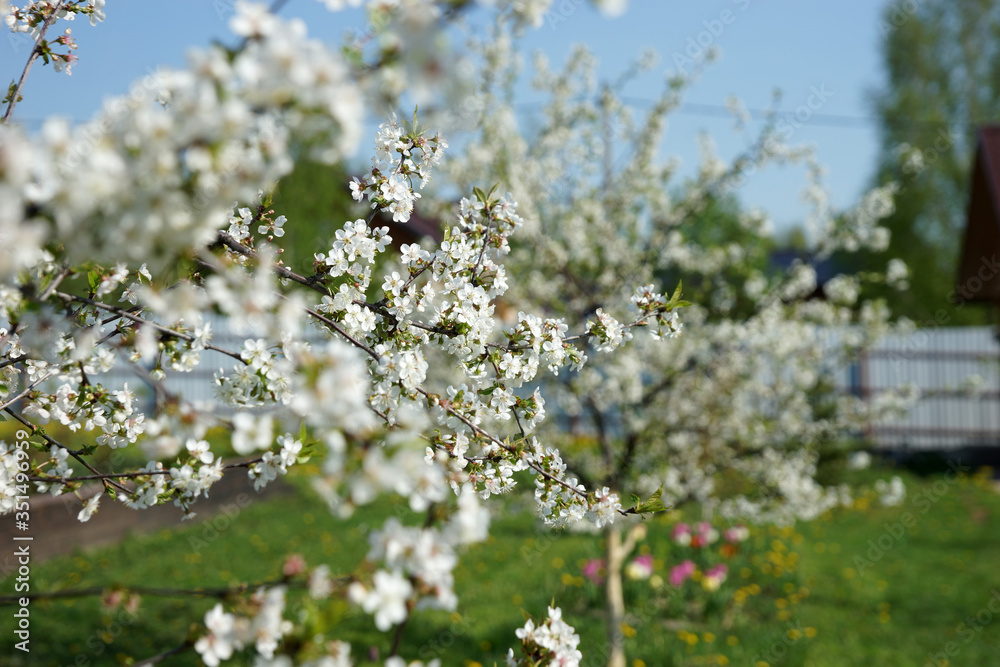 Flowering cherry tree in the garden Flowering cherry tree in the garden